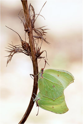 Zitronenfalter (Gonepteryx rhamni), Paarung, Deutschland, Baden-Württemberg