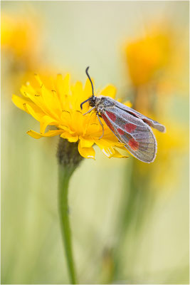 Alpen-Widderchen (Zygaena exulans), Weibchen, Italien, Region Aostatal, 2600m
