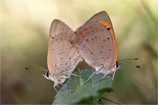 Kleiner Feuerfalter (Lycaena phlaeas), Paarung, Deutschland, Baden-Württemberg