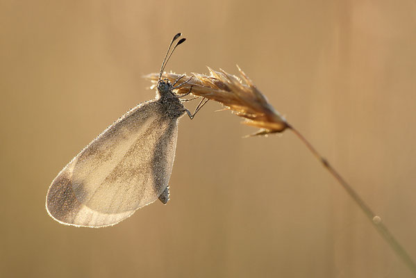 Tintenfleck-Weißling (Leptidea sinapis bzw. juvernica), Männchen, Deutschland, Baden-Württemberg