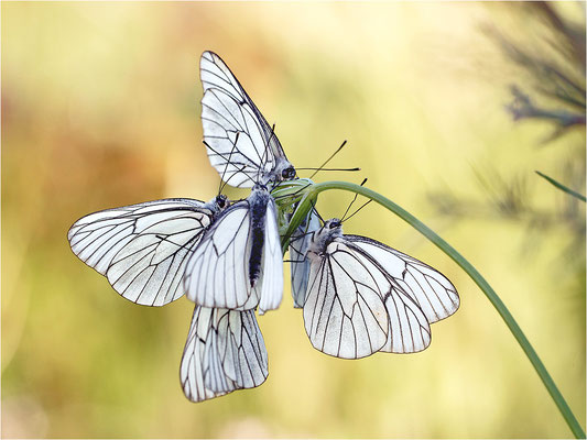 Baumweißling (Aporia crataegi), Schlafgemeinschaft, Frankreich, Ardèche