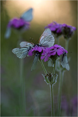 Baumweißling (Aporia crataegi), Italien, Region Aostatal, 1400m