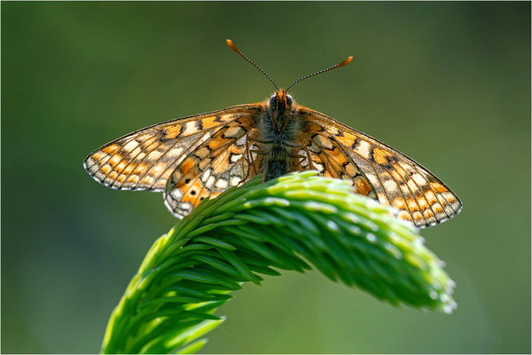 Goldener Scheckenfalter (Euphydryas aurinia), Schweden, Örebro län