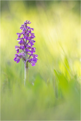 Kleine Hundswurz (Anacamptis morio morio), Baden-Württemberg, Deutschland