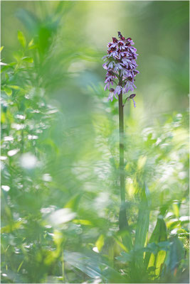 Purpur-Knabenkraut (Orchis purpurea), Deutschland, Baden-Württemberg