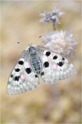 Roter Apollo (Parnassius apollo linnei), Schweden, Gotland