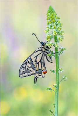 Schwalbenschwanz (Papilio machaon), Deutschland, Baden-Württemberg