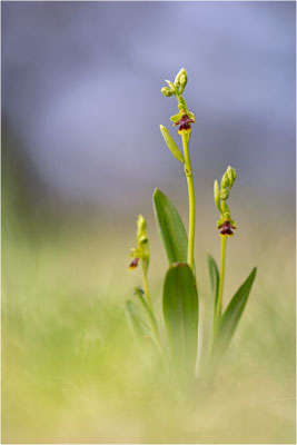 Ophrys aymoninii