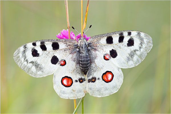 Roter Apollo (Parnassius apollo lithographicus), Deutschland, Oberbayern