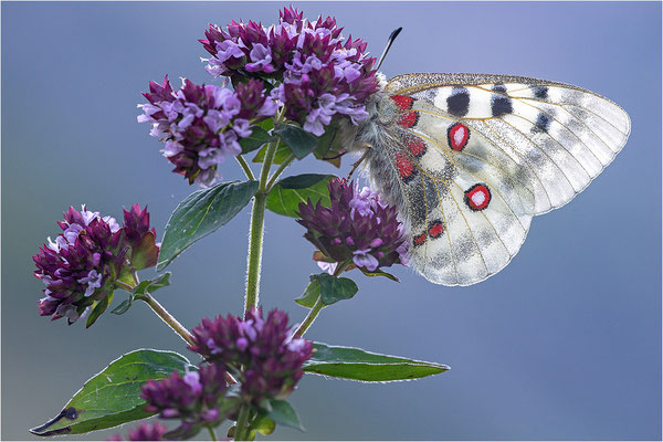 Roter Apollo (Parnassius apollo geminus), Schweiz, Kanton Bern