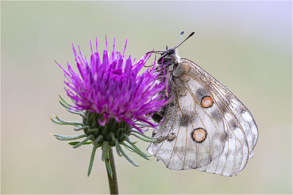 Roter Apollo (Parnassius apollo xerophilus), Italien, Lombardei