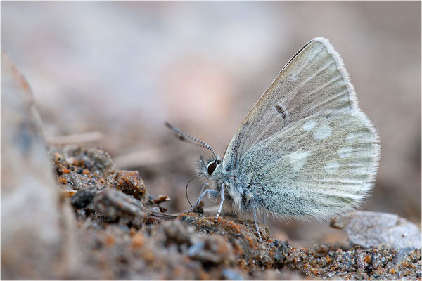 Heller Alpen-Bläuling (Plebeius orbitulus), Männchen, Schweiz, Wallis