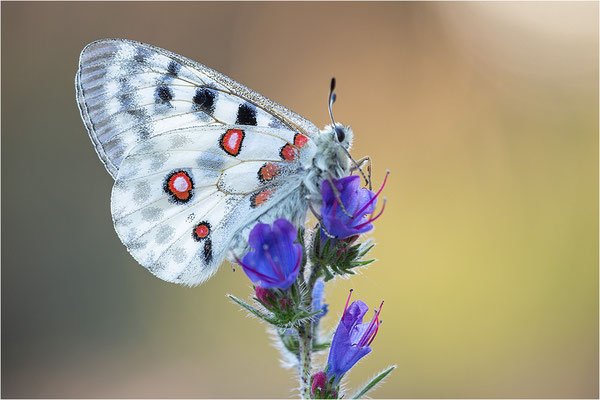 Roter Apollo (Parnassius apollo linnei), Schweden, Gotland