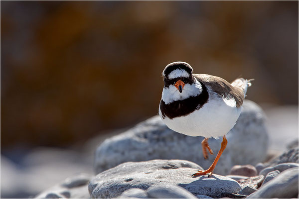 Sandregenpfeifer (Charadrius hiaticula), Gotland, Schweden
