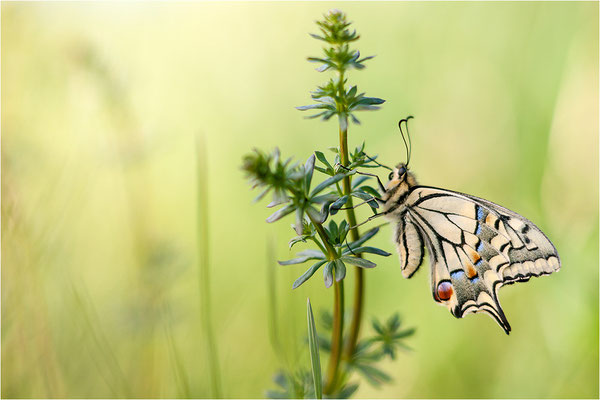 Schwalbenschwanz (Papilio machaon), Deutschland, Baden-Württemberg