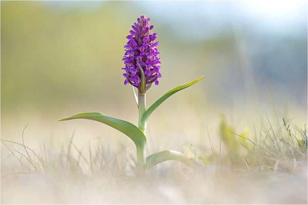 Fleischfarbene Fingerwurz (Dactylorhiza incarnata), Schweden, Gotland