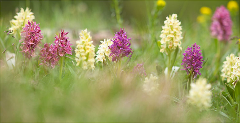 Holunder-Fingerwurz (Dactylorhiza sambucina), Schweiz, Wallis