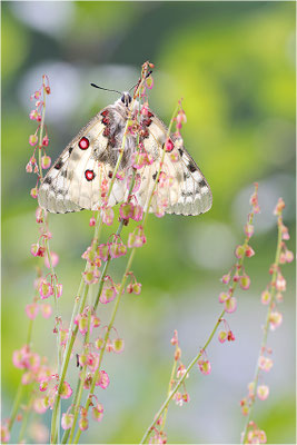 Hochalpen-Apollo (Parnassius phoebus), Italien, Region Aostatal