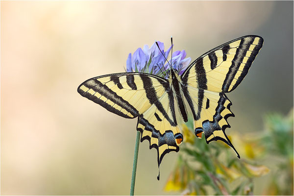 Südlicher Schwalbenschwanz (Papilio alexanor destelensis), Männchen, Frankreich, Dep. Vaucluse