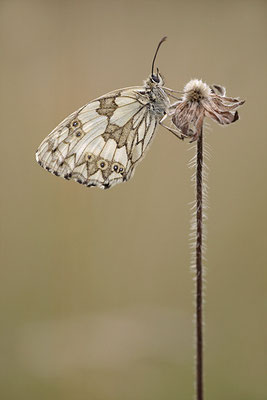 Schachbrettfalter (Melanargia galathea), Weibchen, Deutschland, Baden-Württemberg