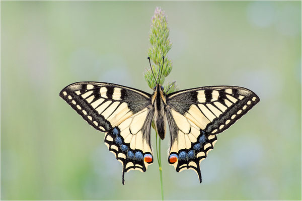 Schwalbenschwanz (Papilio machaon), Deutschland, Baden-Württemberg