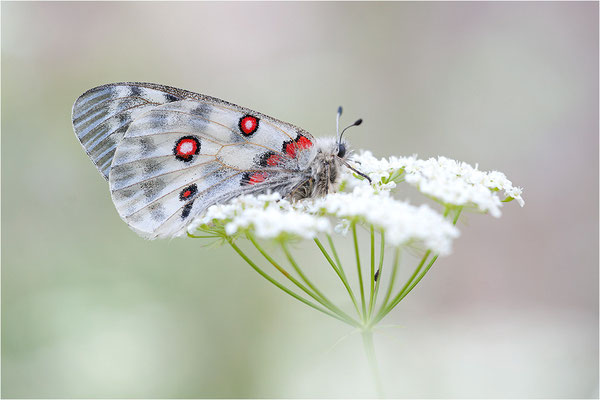 Roter Apollo (Parnassius apollo valesiacus), Schweiz, Kanton Wallis