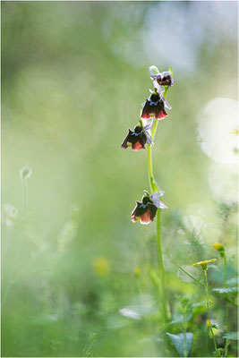 Chesterman´s Ragwurz (Ophrys chestermanii)
