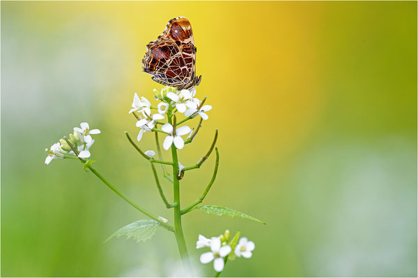 Landkärtchen (Araschnia levana), Frühjahrsform, Deutschland, Baden-Württemberg