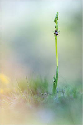 Fliegen-Ragwurz (Ophrys insectifera), Frankreich, Dep. Isere