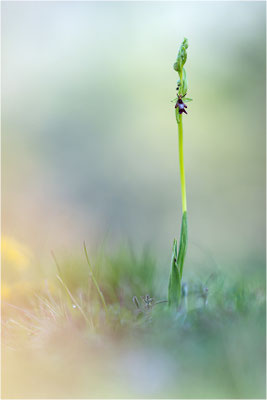 Fliegen-Ragwurz (Ophrys insectifera), Frankreich, Dep. Isere