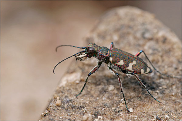 Dünen-Sandlaufkäfer (Cicindela transversalis pseudoriparia), Frankreich, Drôme
