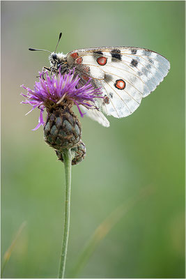 Roter Apollo (Parnassius apollo substitutus), Frankreich, Savoyen