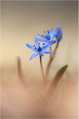 Zweiblättriger Blaustern (Scilla bifolia), Deutschland, Baden-Württemberg