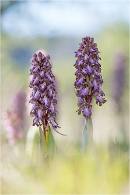 Riesen-Knabenkraut (Himantoglossum robertianum), Provence, Frankreich