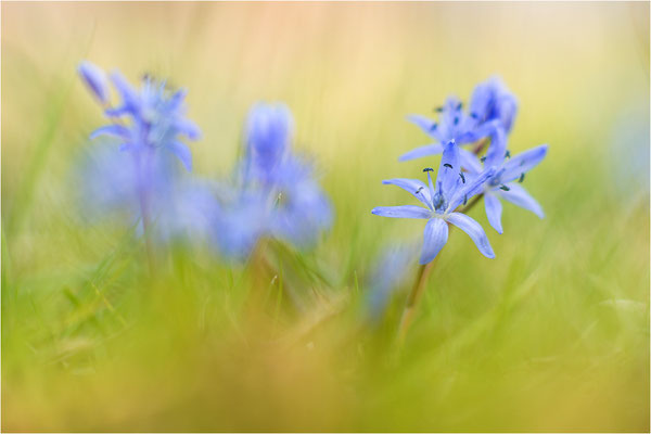 Zweiblättriger Blaustern (Scilla bifolia), Deutschland, Baden-Württemberg