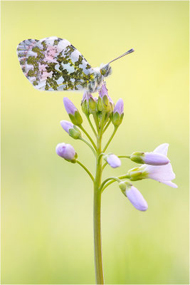 Aurorafalter (Anthocharis cardamines), Männchen, Deutschland, Baden-Württemberg