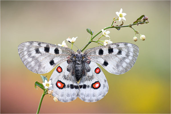 Roter Apollo (Parnassius apollo linnei), Schweden, Gotland