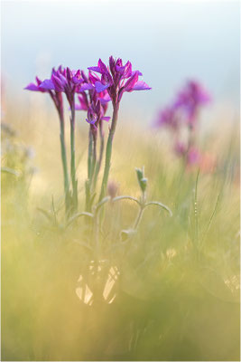 Großblütige Schmetterlings-Hundswurz (Anacamptis papilionacea expansa), Dep. Aveyron, Frankreich