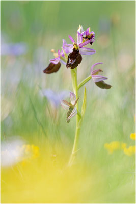 Ophrys saratoi, Frankreich, Dep. Drôme