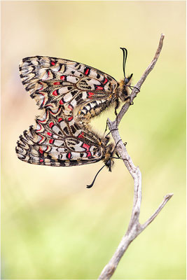 Spanischer Osterluzeifalter (Zerynthia rumina), Paarung, Frankreich, Ardèche