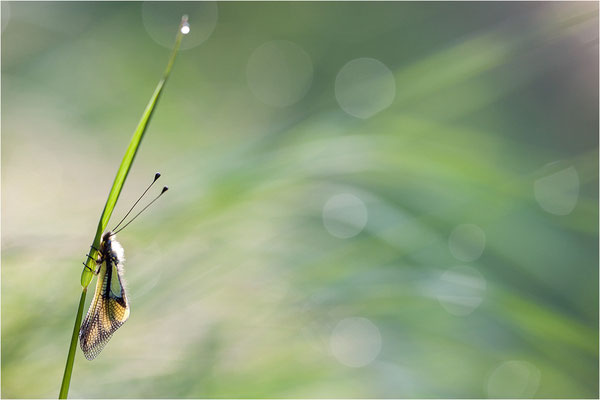 Libellen-Schmetterlingshaft (Libelloides coccajus), Schweiz, Wallis