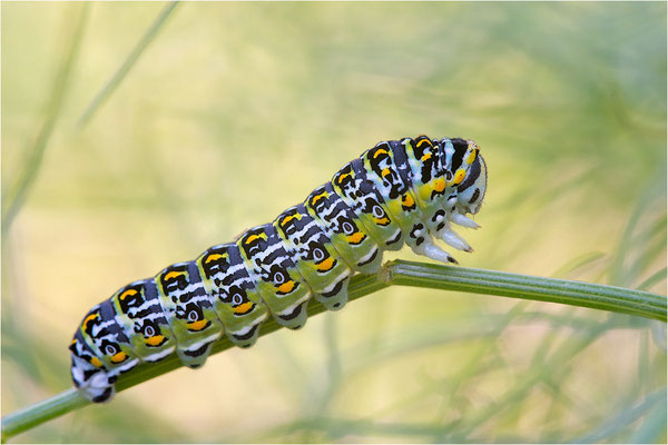 Korsischer Schwalbenschwanz (Papilio hospiton)