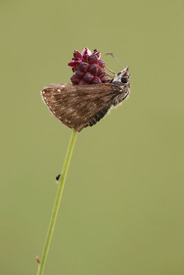 Dunkler Dickopffalter (Erynnis tages), Deutschland, Baden-Württemberg