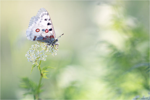 Roter Apollo (Parnassius apollo vercoricus), Frankreich, Dep. Isere