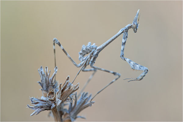 Hauben-Fangschrecke (Empusa pennata), Larve, Frankreich, Ardéche