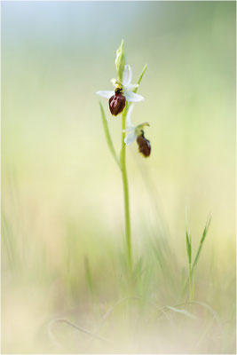 Ophrys splendida, Var