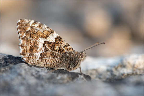 Rostbinde (Hipparchia semele), Schweden, Gotland
