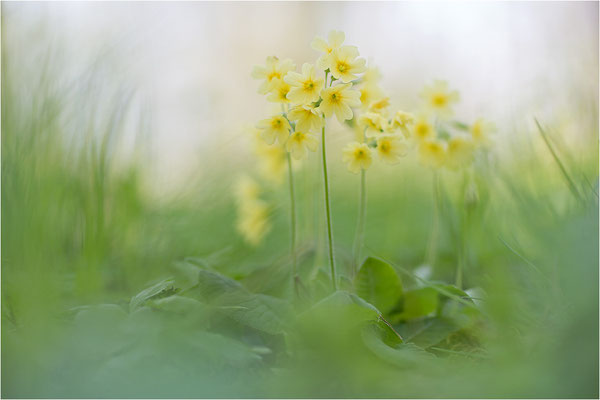 Hohe Schlüsselblume (Primula elatior), Deutschland, Baden-Württemberg