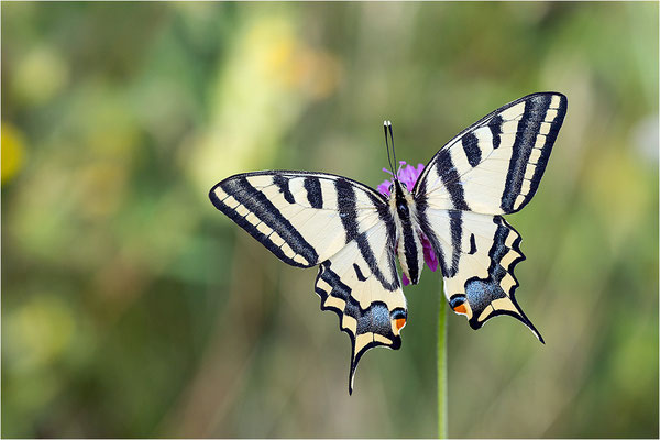 Südlicher Schwalbenschwanz (Papilio alexanor destelensis), Weibchen, Frankreich, Var