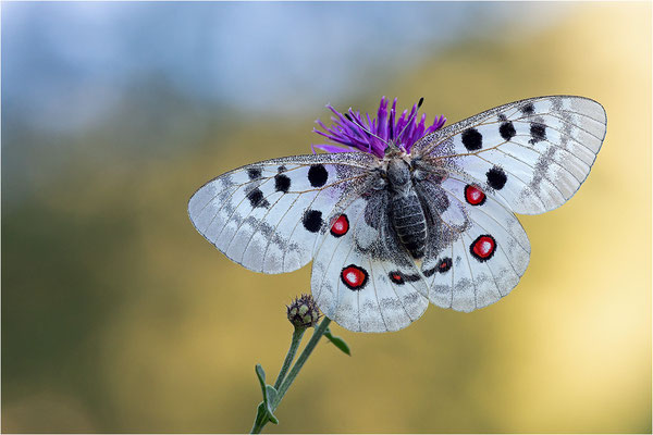 Roter Apollo (Parnassius apollo leovigildus), Frankreich, Dep. Alpes-de-Haute-Provence